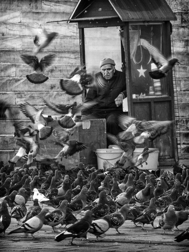 pigeon man