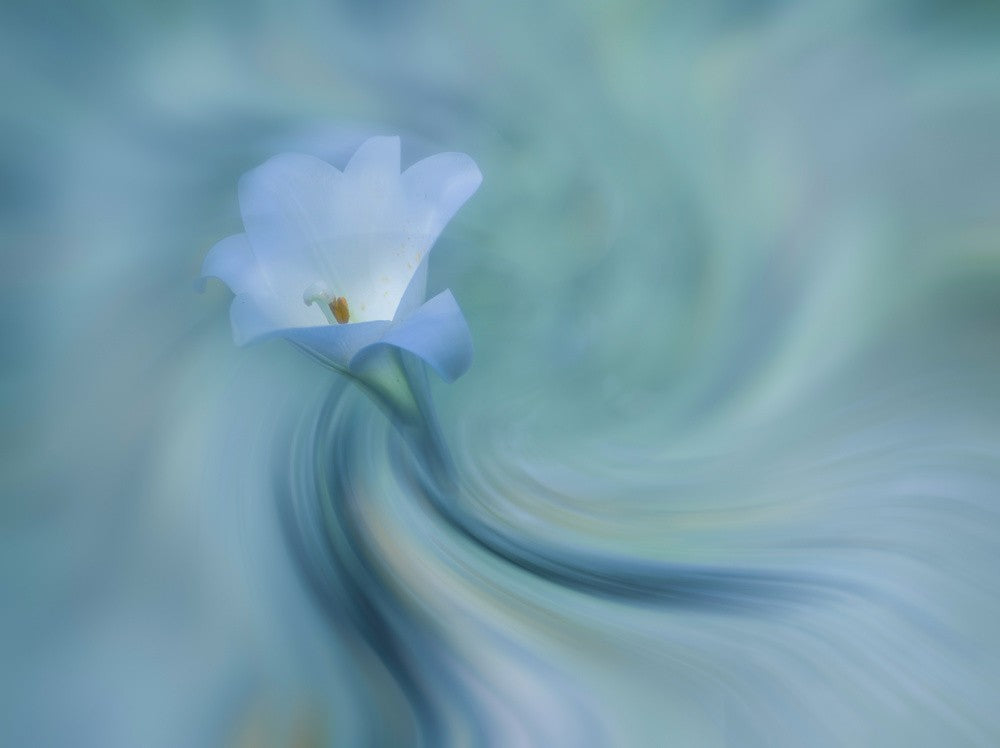 Lily fairy