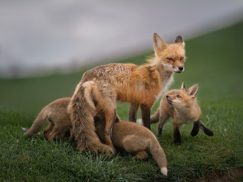 Family