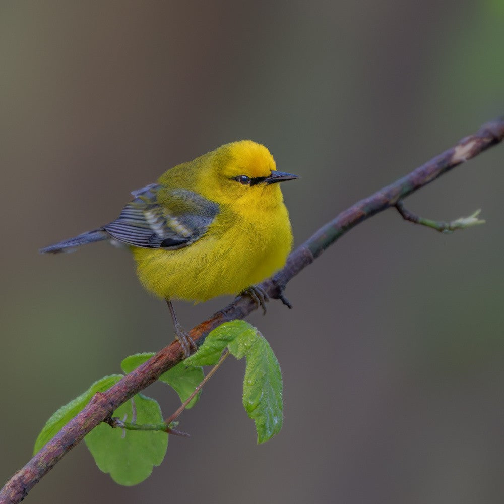 Blue-winged warbler