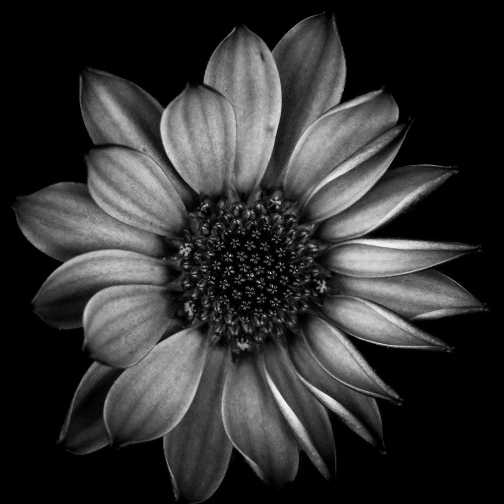 Graue Blume