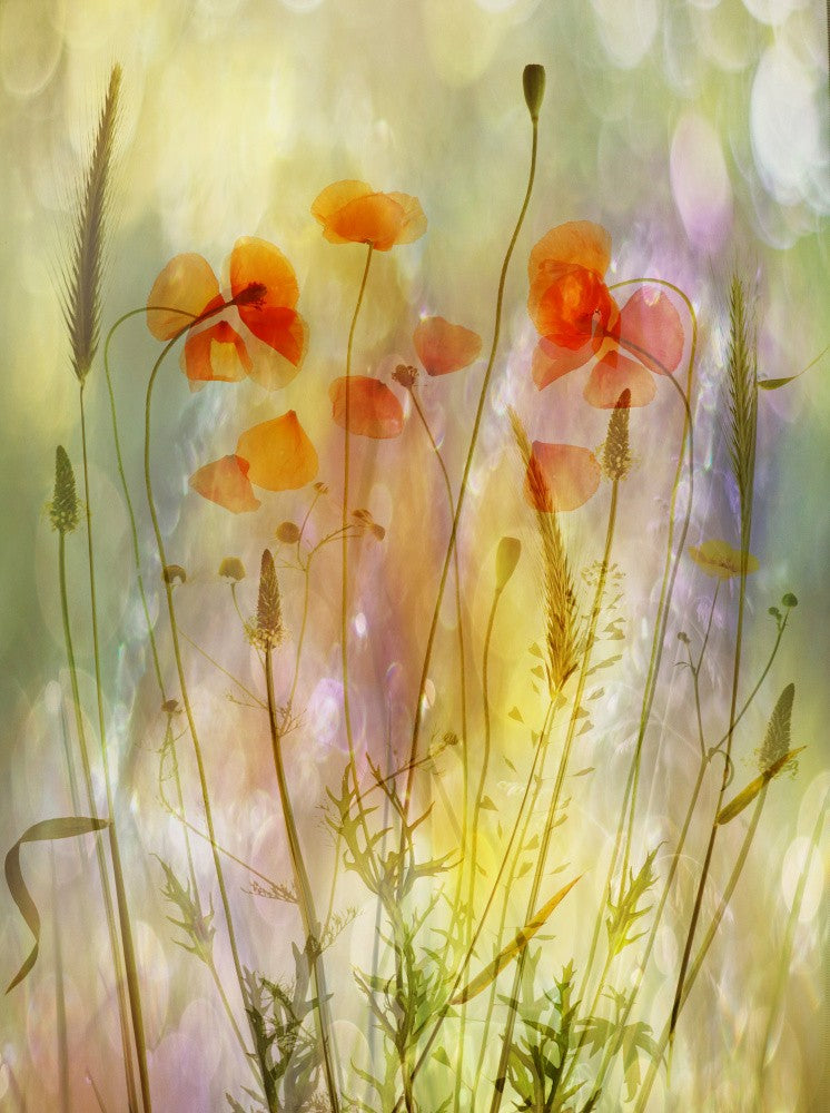 soft orange