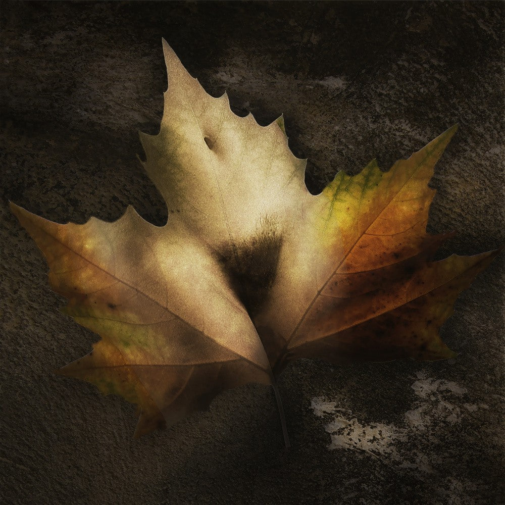 autumnn leaf