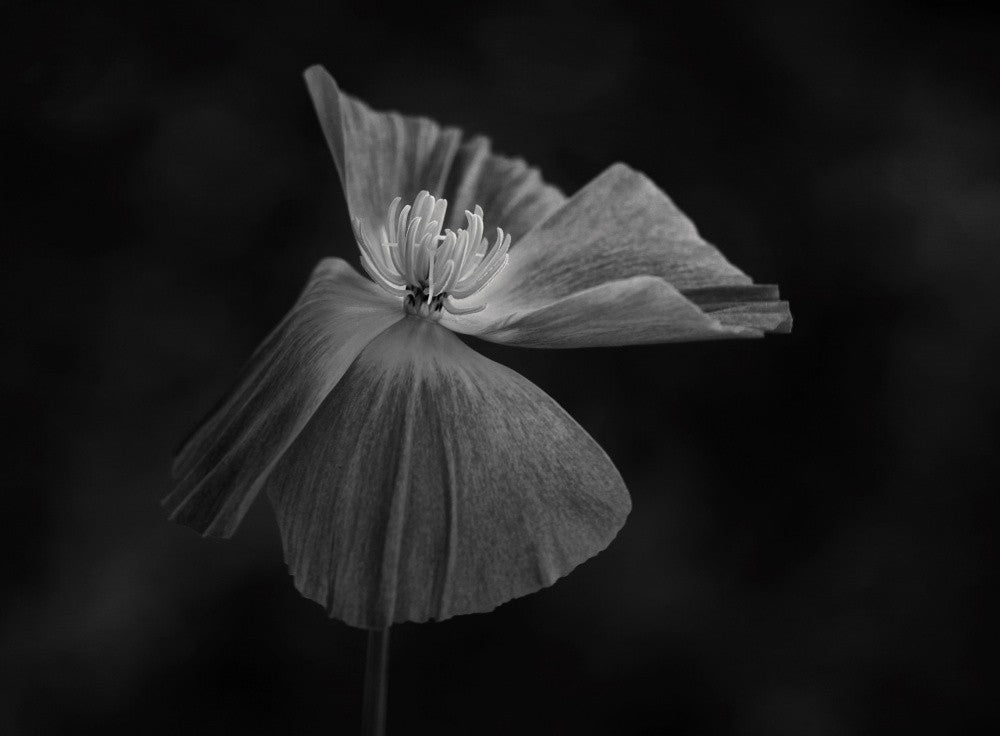 California poppy