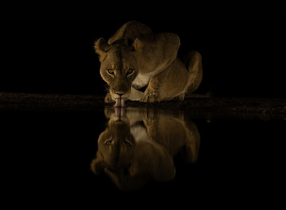Lioness taking a nightdrink