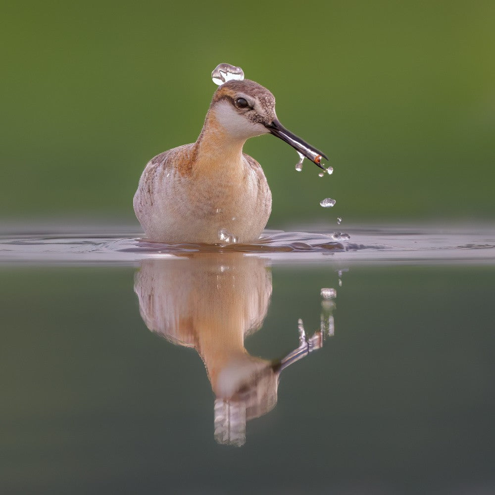 Wilson Phalarope