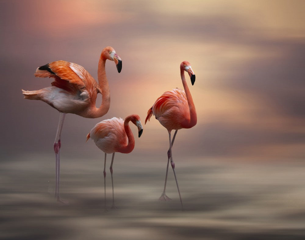 Flamingos Spaziergang.