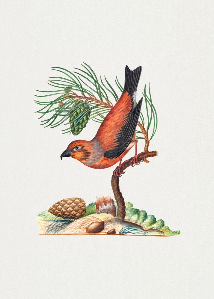 Red Crossbill