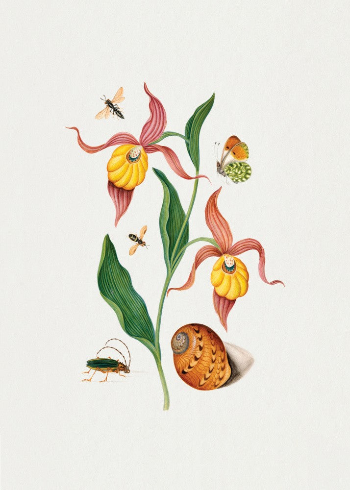 Lady's slipper orchid