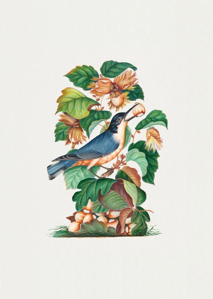 Beautiful Nuthatch