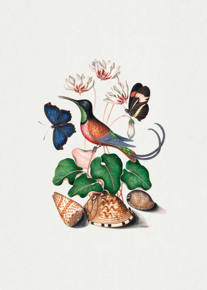 Kolibri