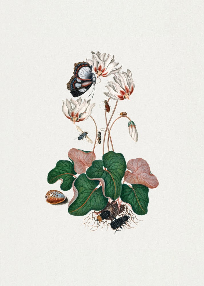 Cyclamen