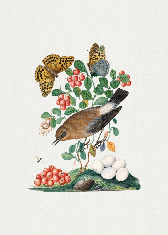 Northern Wheatear