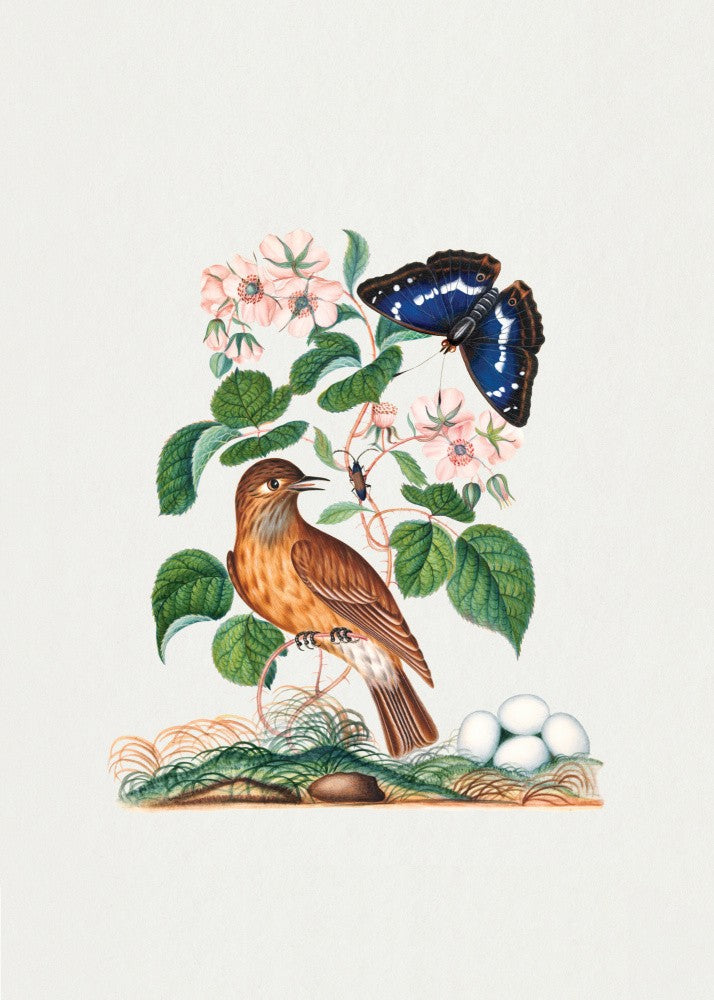Flycatcher