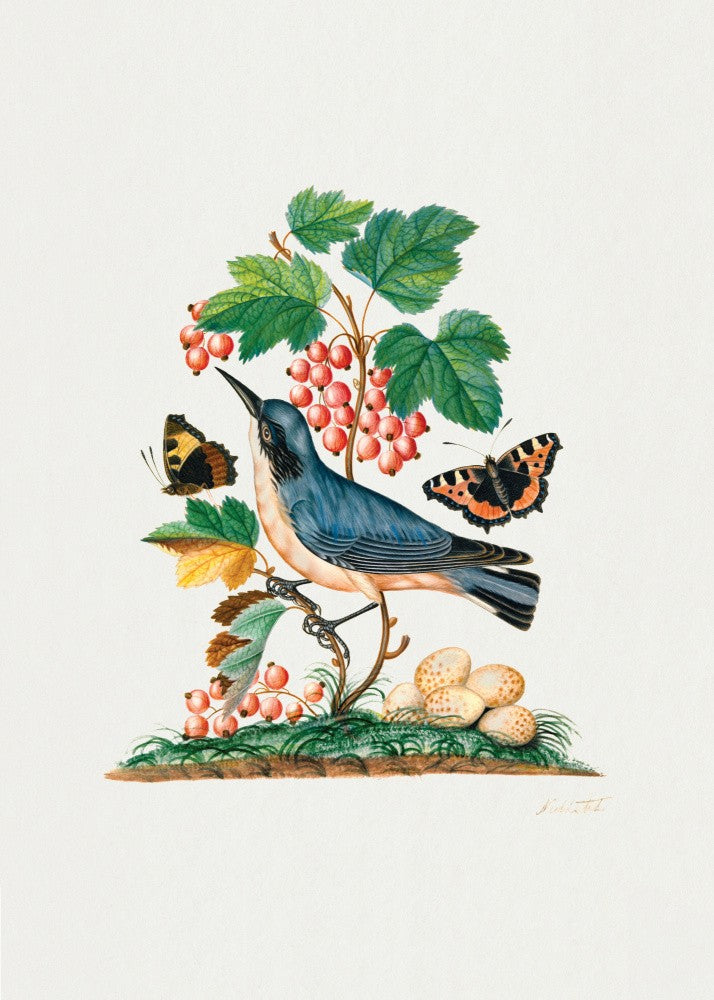 Subalpine Warbler