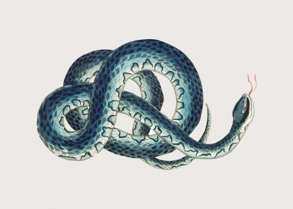 Fasciated Snake