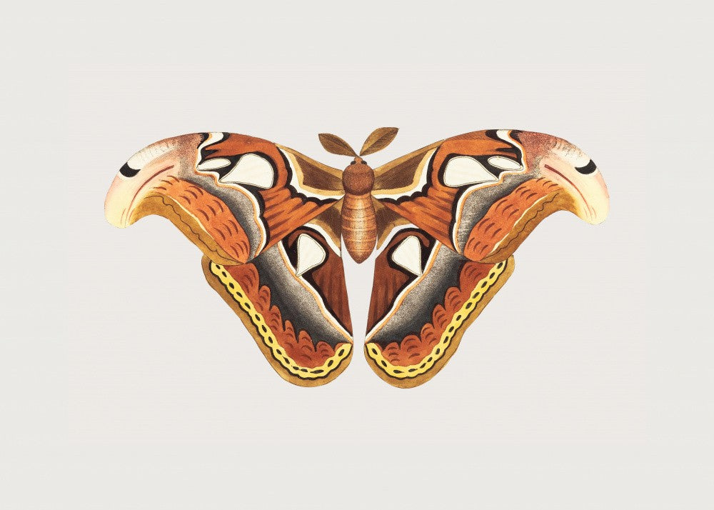 Atlas Moth