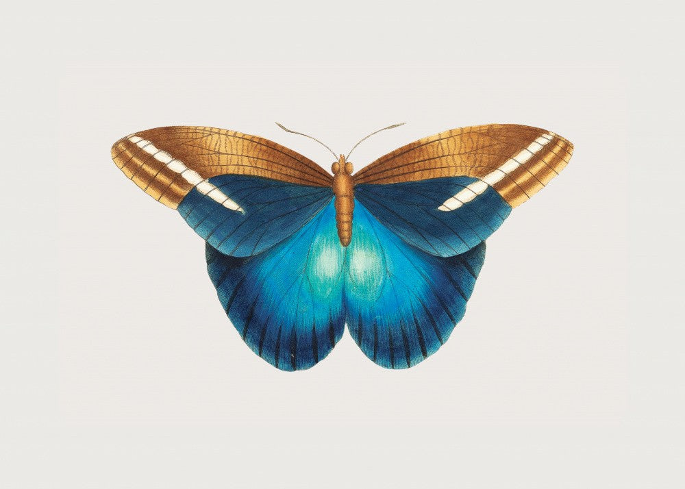 Idomeneus