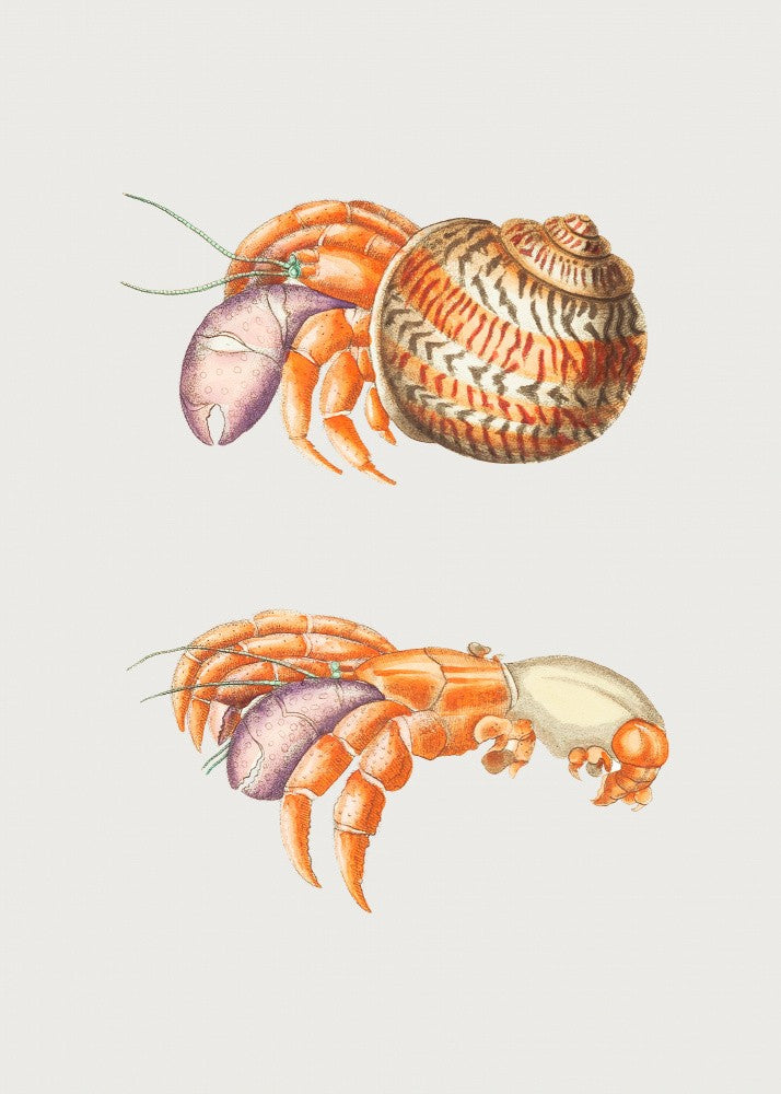 Diogenes Crab