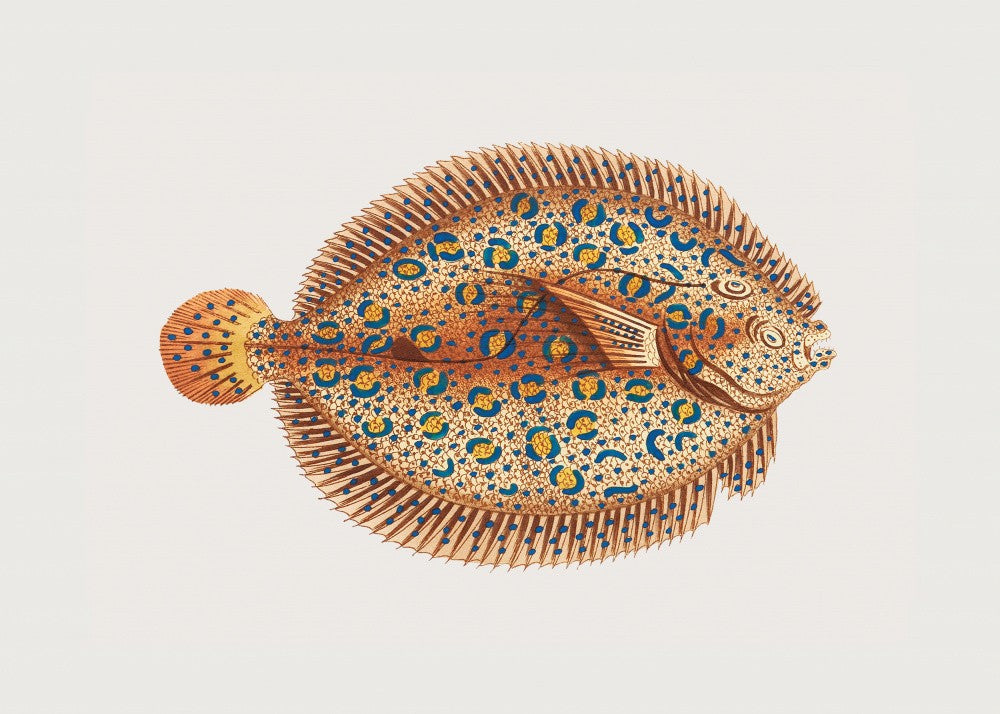 Argus Flounde