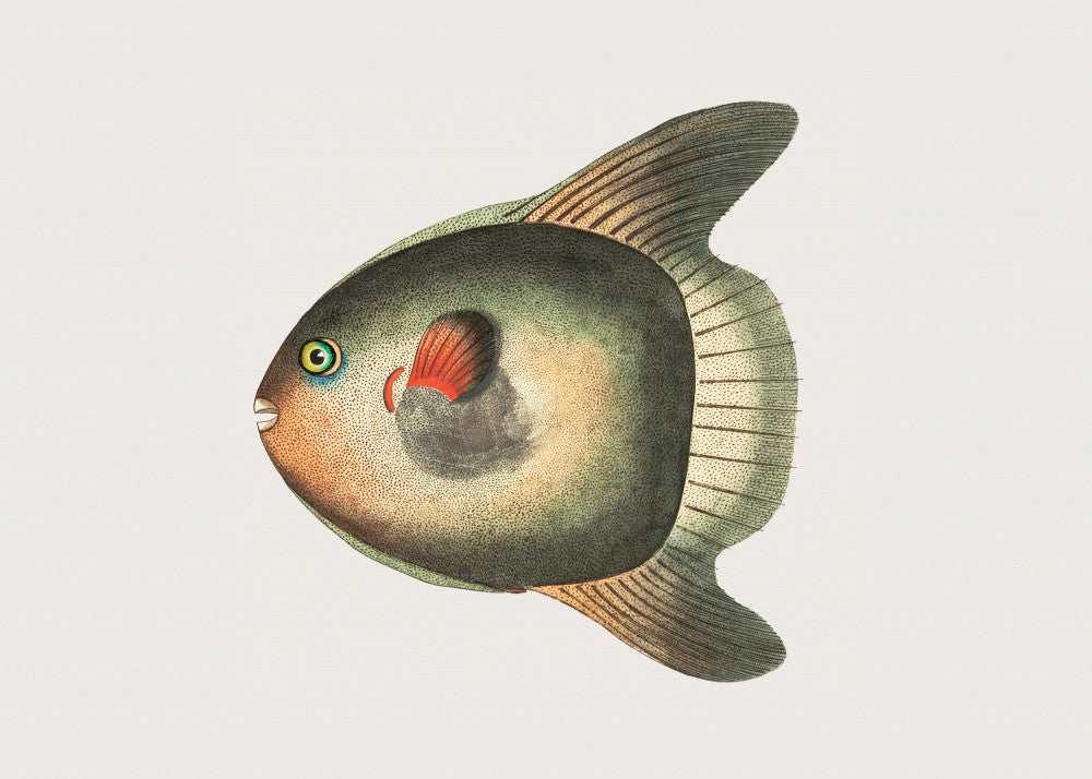 Kurzer Mondfisch