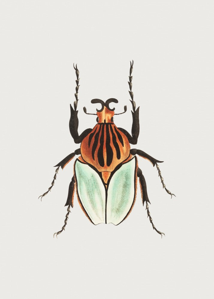 Cacique-Käfer