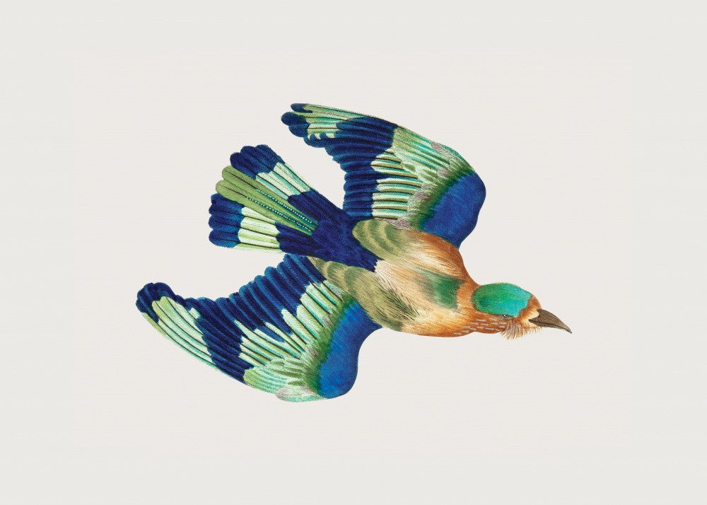 Ceylonese Roller