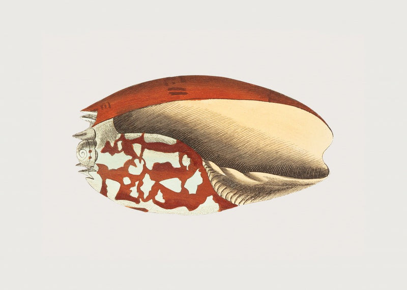 Ethiopian Crown