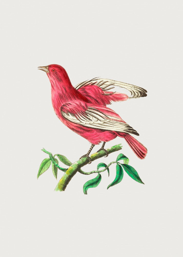 Pompadourkotinga
