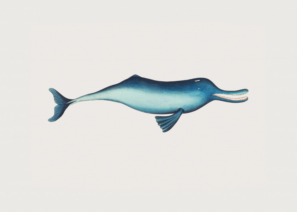 Gangesdelfin