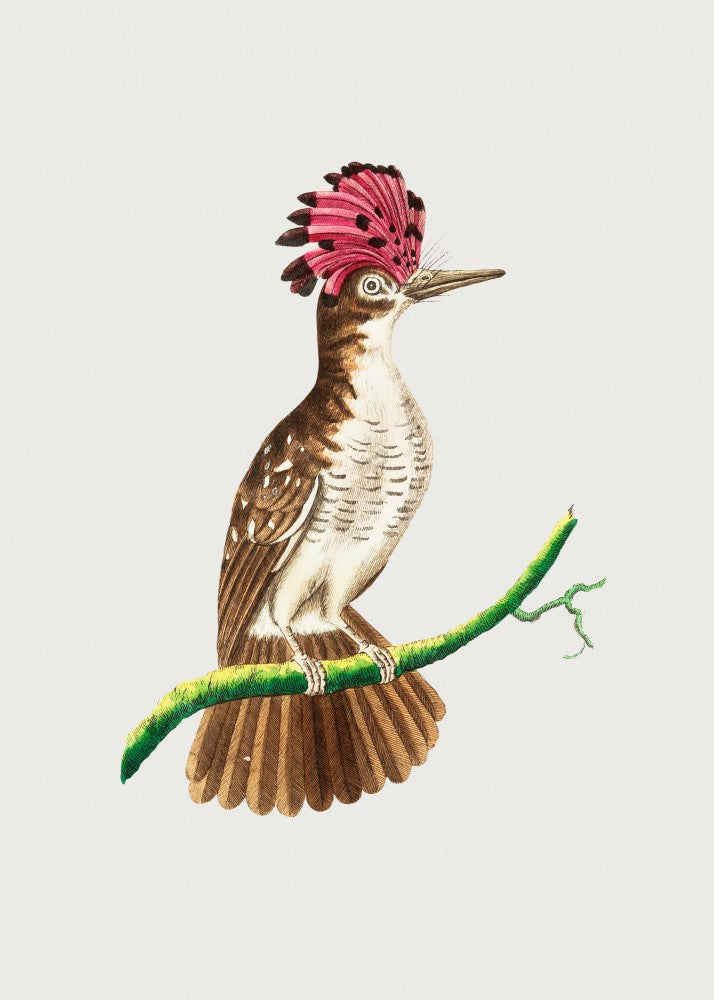 Crested Tody