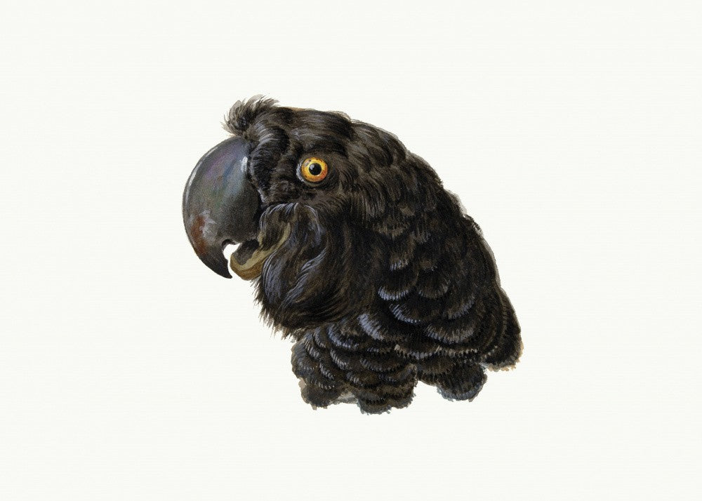 Cockatoo