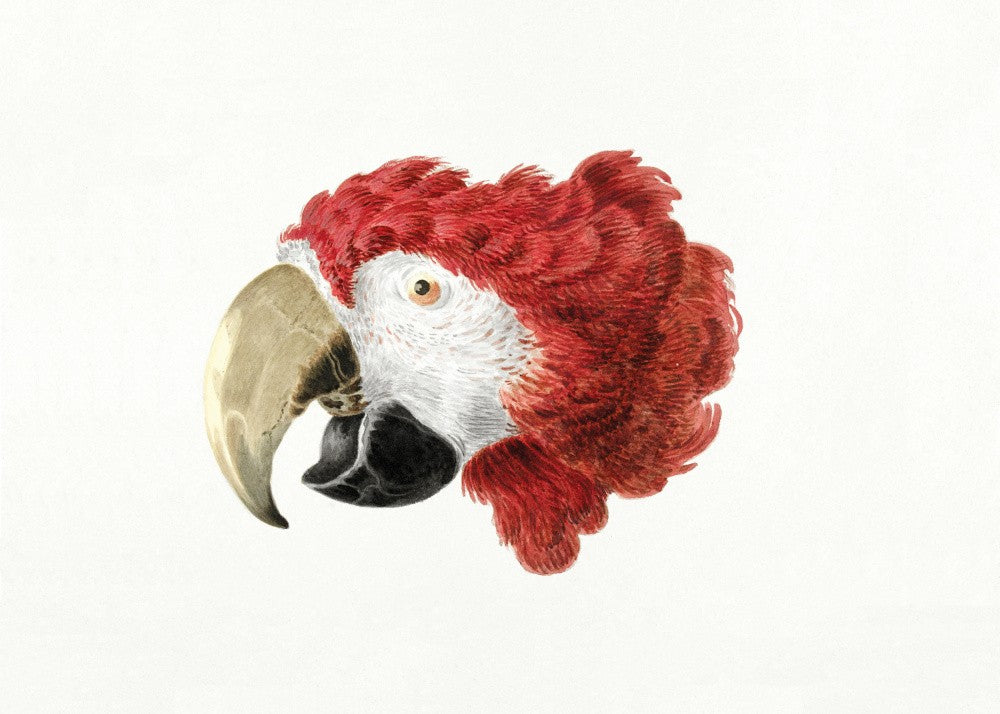 Macaw