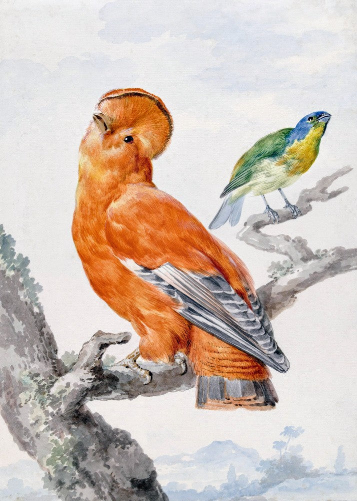 Two Exotic Birds