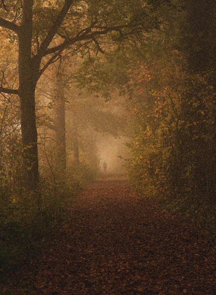 Magical forest