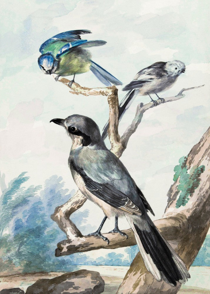 Three Birds
