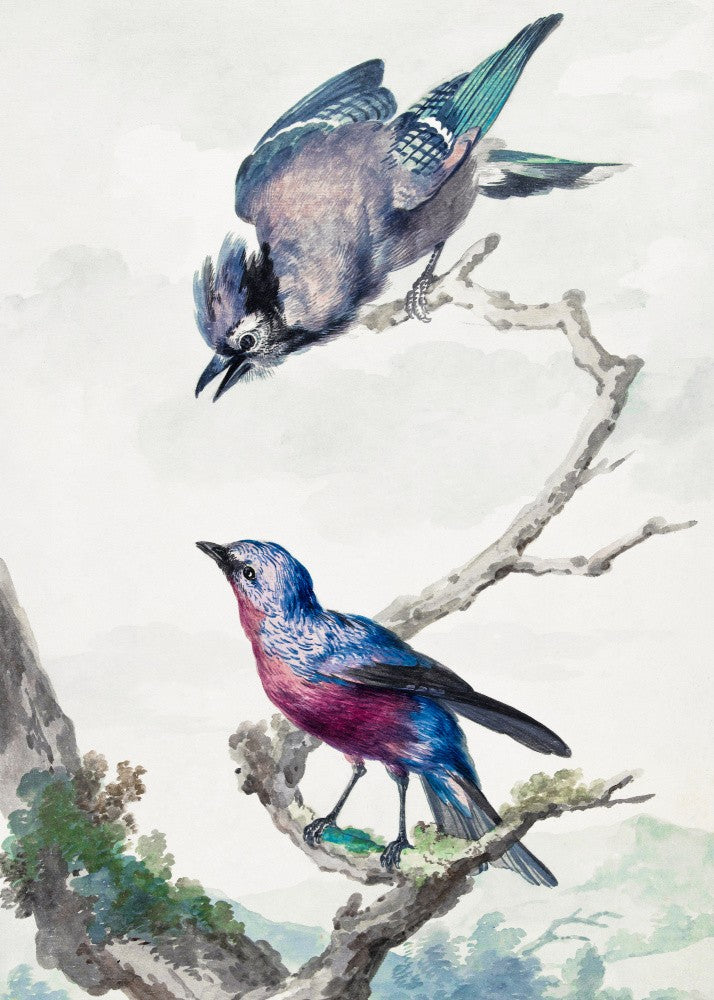Two Birds  a Blue Jay and a Purple Breasted Cotinga