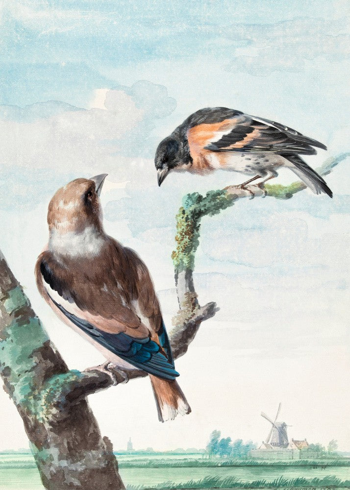 Two Birds  Hawfinch