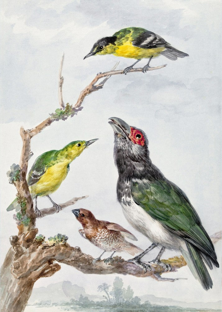 Four Different Birds On a Branch