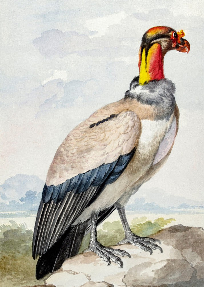 Stone Curlew