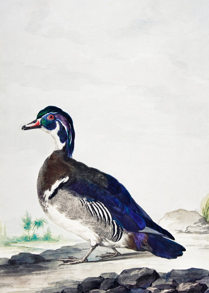 A Duck