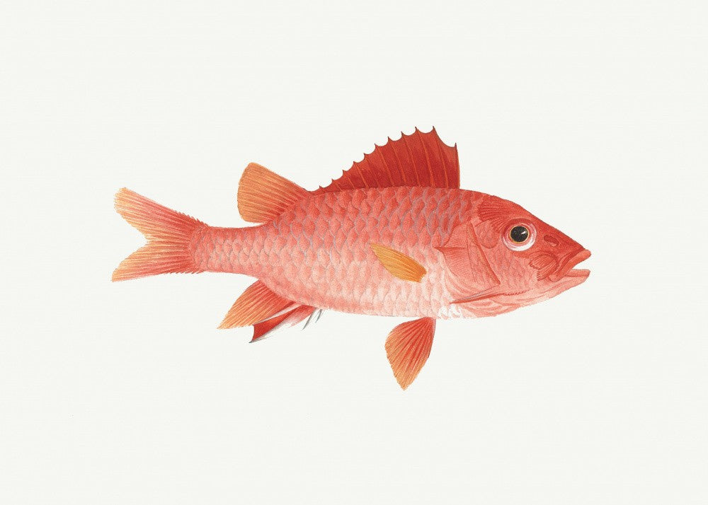 Fish