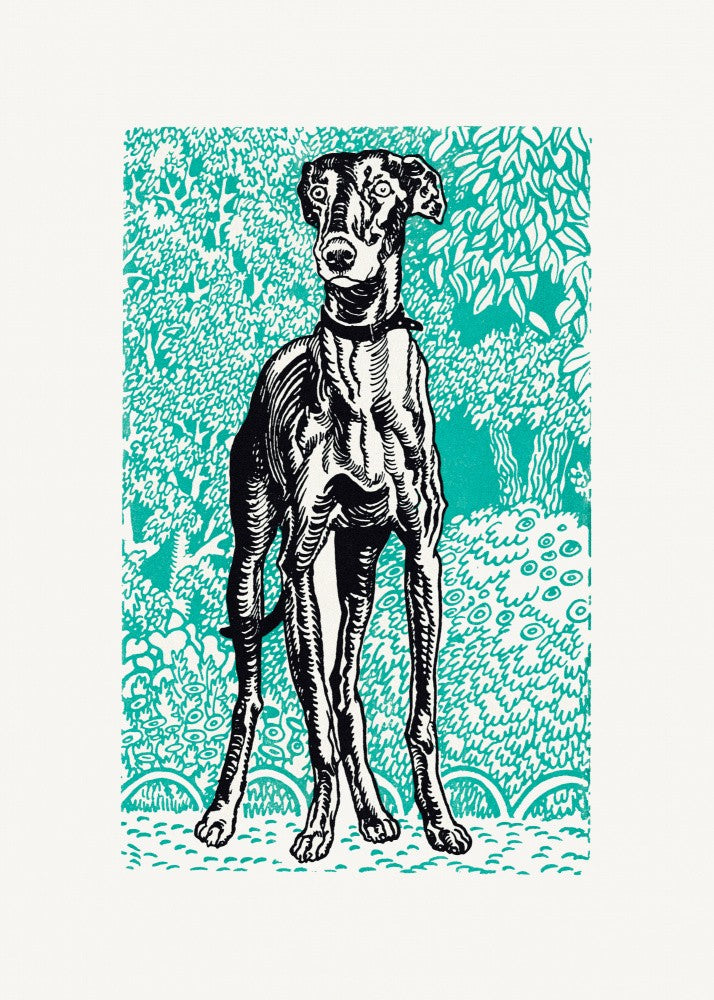 Greyhound