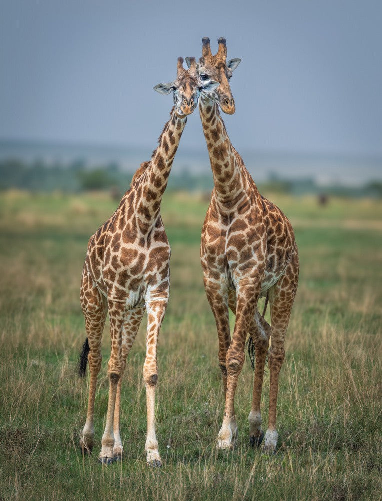 Even tall girls can find love