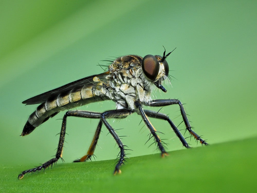 Gadfly