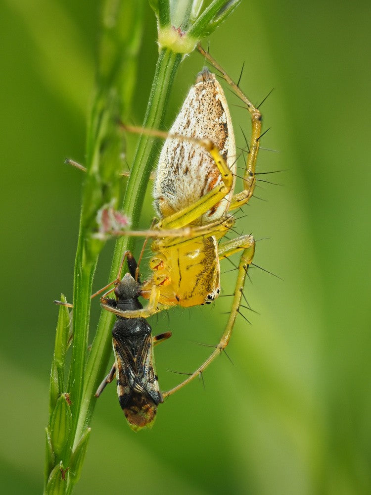 Caught the prey