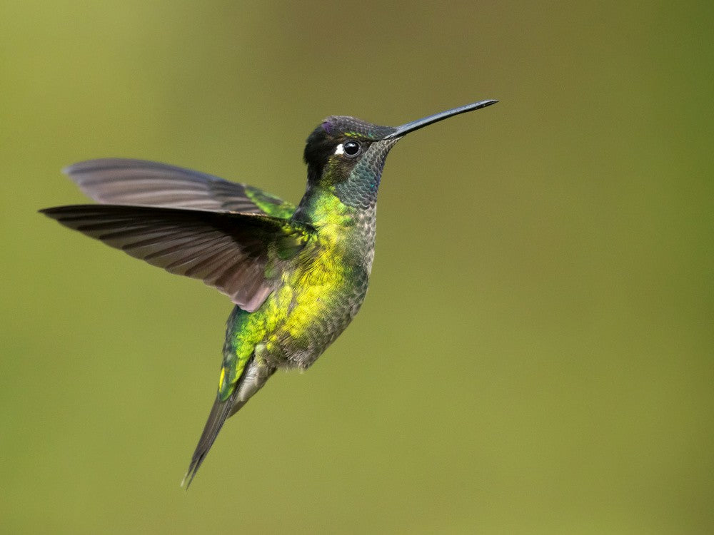 Talamanca hummingbird