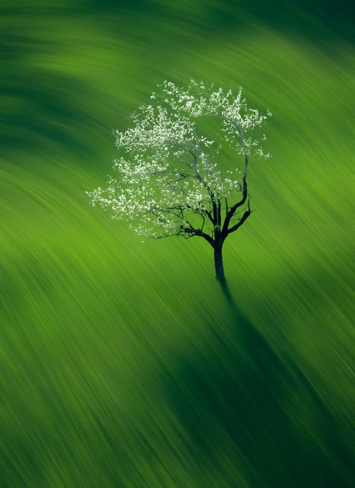 Spring wind