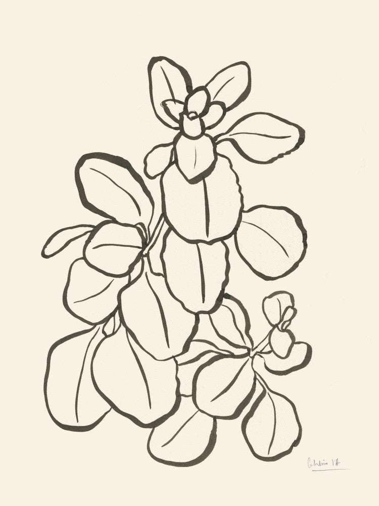 Plante de Kalanchoe