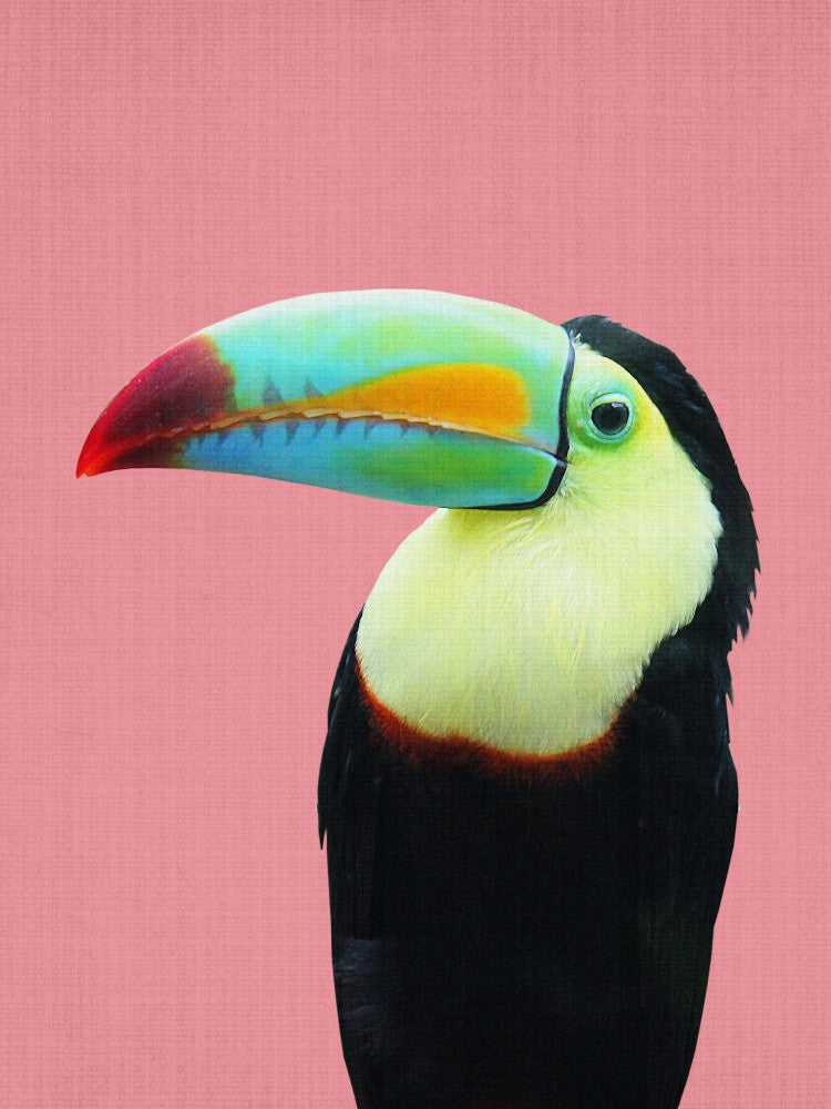 Toucan